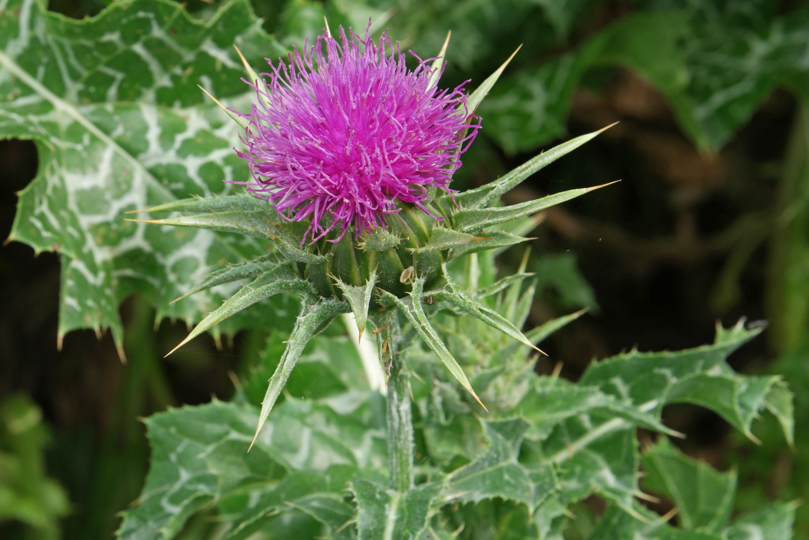 Sikavica (Silybum marianum)