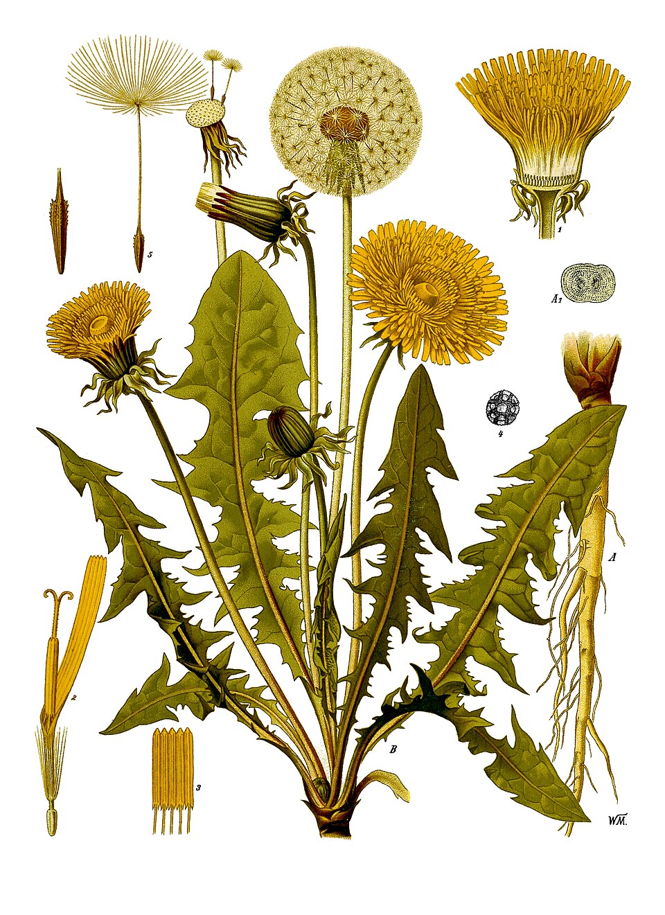 Maslačak (Taraxacum officinale)